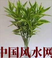 黄冈十二生肖养什么植物最旺财运？你知道吗！